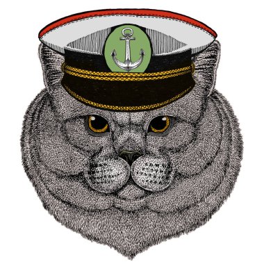 İngiliz kısa mesafe kedisi. İskoç katlama. Şirin kedi yavrusu. Havalı hayvan..