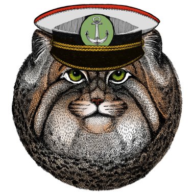 Pallas kedi kafası. Manul kafa. Vahşi kedi portresi.