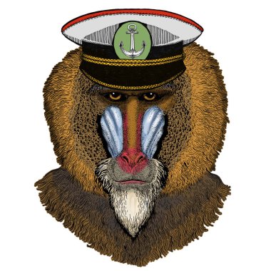 Maymun, maymun, maymun. Kafa, hayvan portresi.