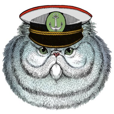 İranlı uzun saçlı kedi. Evcil hayvan portresi. Hayvan kafası. Kedi surat..