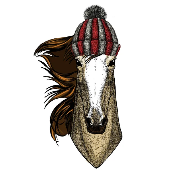 Cheval, cheval, coursier. Portrait d'animal sauvage. Chapeau d'hiver en laine tricotée . — Image vectorielle