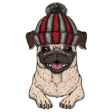 Pug. Güzel hayvan portresi. Köpek kafası. Örülmüş yün kış şapkası..