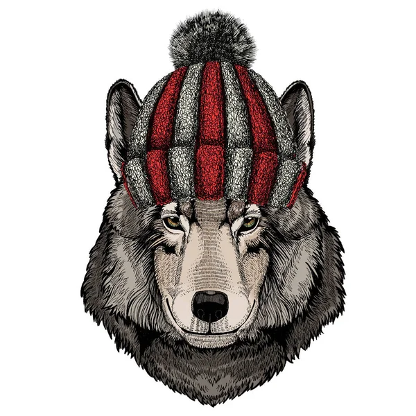 Wolf portret. Hoofd van een wild dier. Gebreide wollen wintermuts. — Stockvector