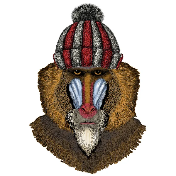 Pavian, Affe, Affe. Kopf, Porträt des Tieres. Gestrickte Wintermütze aus Wolle. — Stockvektor