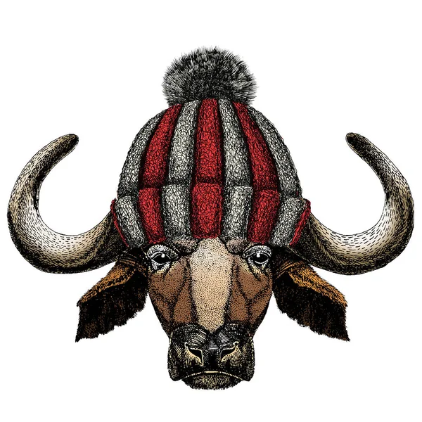 Портрет бизона, бизона, быка, коровы. Лицо животного. Шляпа из вязаной шерсти . — стоковый вектор