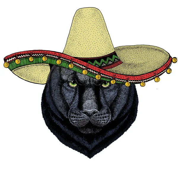 Μαύρος πάνθηρας, πούμα. Μεξικάνικο καπέλο Σομπρέρο. Κεφάλι ζώου. Πορτρέτο αγριόγατων. — Διανυσματικό Αρχείο