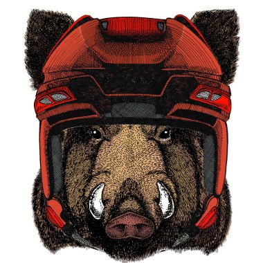 Portrait of wild hog, boar, pig. Face of brave animal. clipart