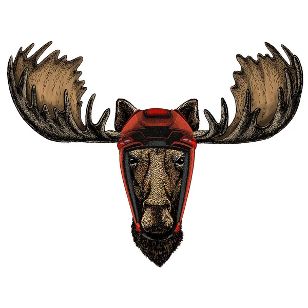 Moose head. Portrait of funny animal. — Stock Vector