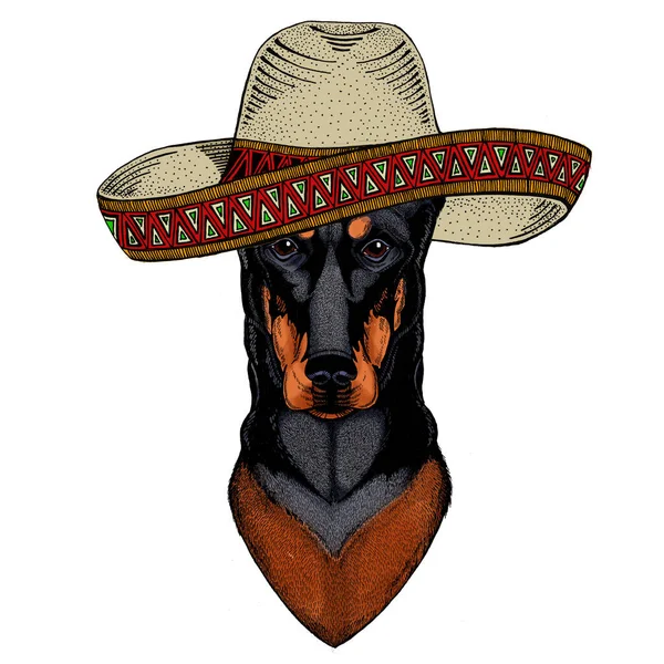 Chien, doberman. Chapeau sombrero mexicain. Portrait d'animaux. — Image vectorielle