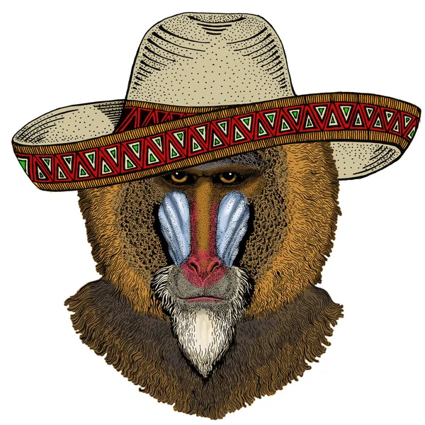 Baviaan, aap, aap. Sombrero Mexicaanse hoed. Hoofd, portret van dier. — Stockvector