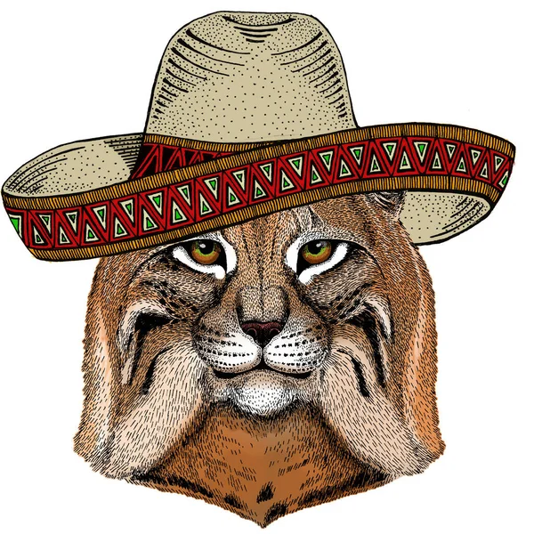 Lynx, hiúz, ügető portré. Sombrero mexikói kalap. A vadmacska feje. Állati arc. — Stock Vector