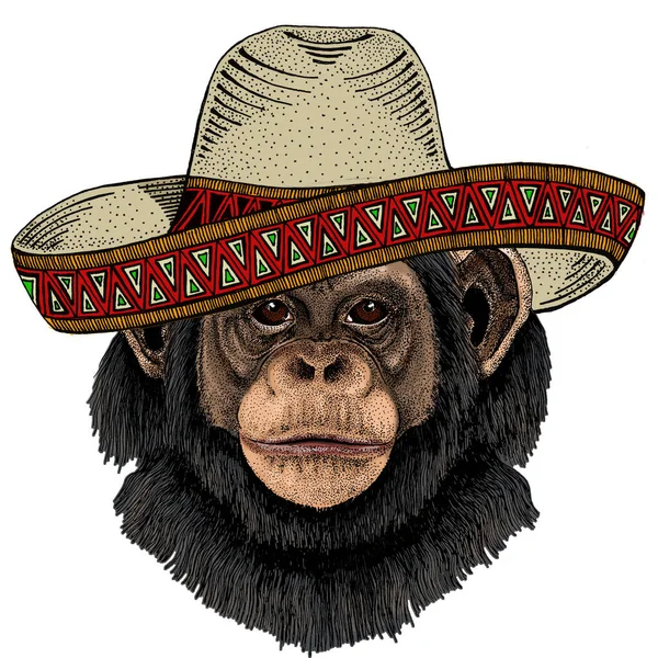 Chimpansee, chimpansee portret. Sombrero Mexicaanse hoed. Apengezicht. Apenkop. — Stockvector
