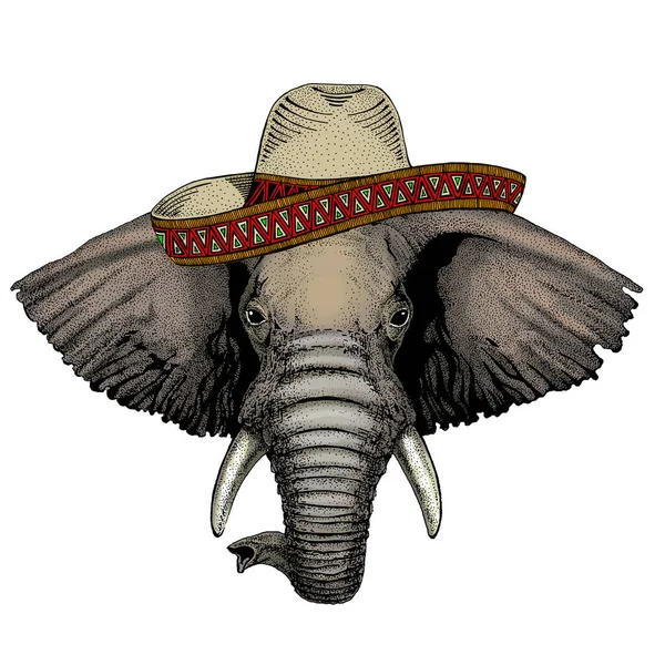 Tête d'éléphant. Chapeau sombrero mexicain. Portrait d'animal sauvage. — Image vectorielle