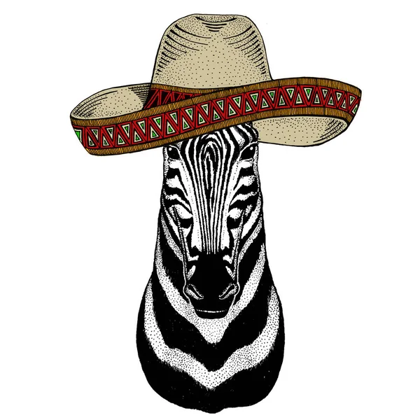 Ritratto zebra. Cappello sombrero messicano. Testa di animale selvatico. — Vettoriale Stock