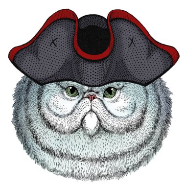 İranlı uzun saçlı kedi. Evcil hayvan portresi. Hayvan kafası. Kedi suratlı. Şapkalı..