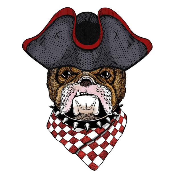 Bulldog, cão. Retrato de animal bonito. Chapéu enrolado . — Fotografia de Stock
