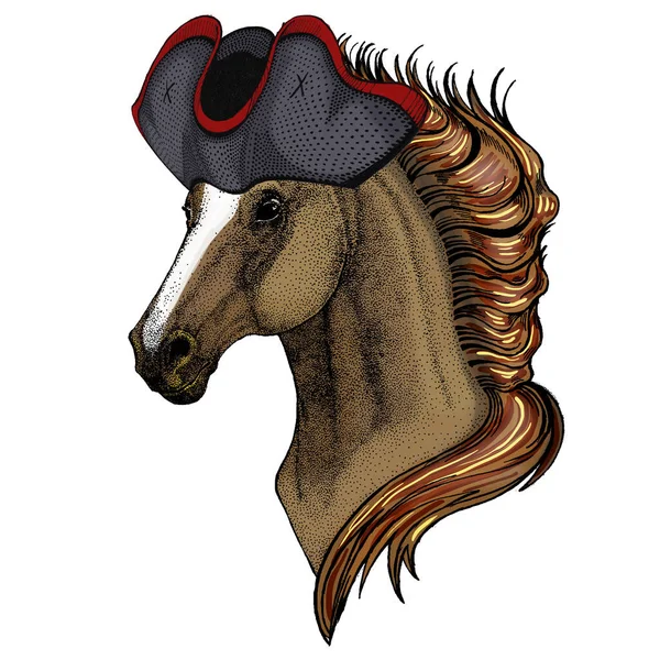 Horse, steed, courser. Portrait of wild animal. Cocked hat. — Stock Photo, Image