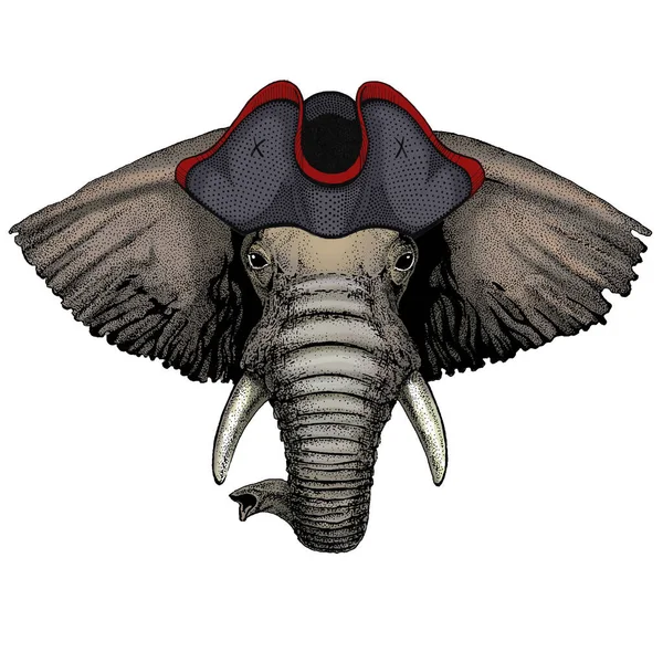 Elephant head. Portrait of wild animal. Cocked hat. — Stock Photo, Image