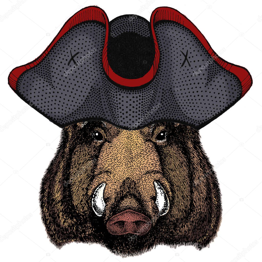 Cocked hat. Mascot, character Face of wild animal