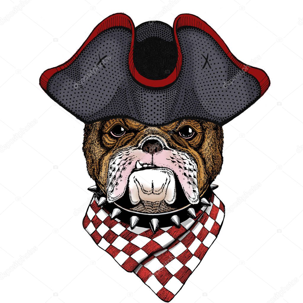 Bulldog, dog. Portrait of cute animal. Cocked hat.