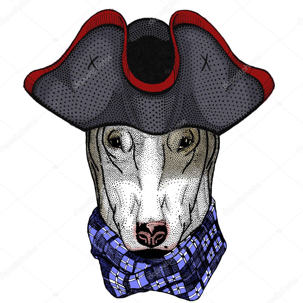 Bullterrier, dog. Portrait of cartoon animal. Cocked hat.