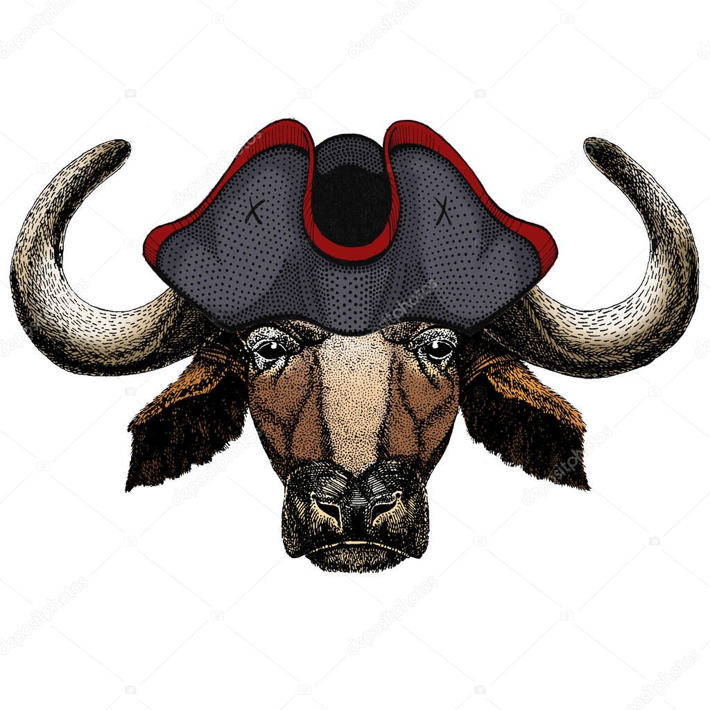 Portrait of buffalo, bison, bull, cow. Face of animal. Cocked hat.