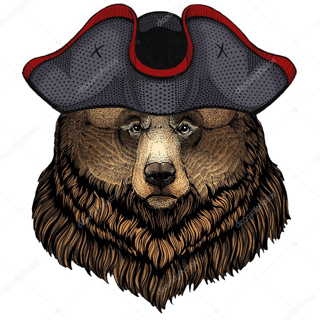 Grizzly bear. Portrait of wild animal. Cocked hat.