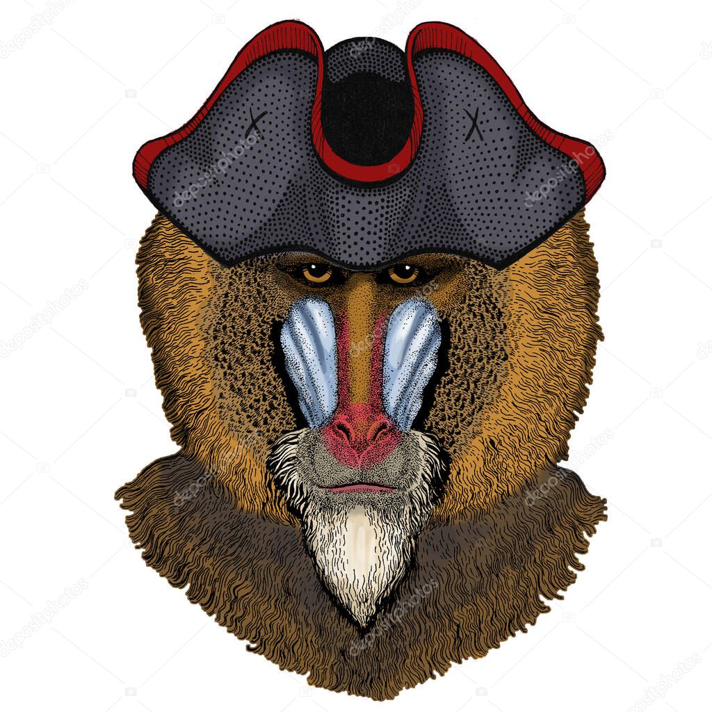 Baboon, monkey, ape. Head, portrait of animal. Cocked hat.