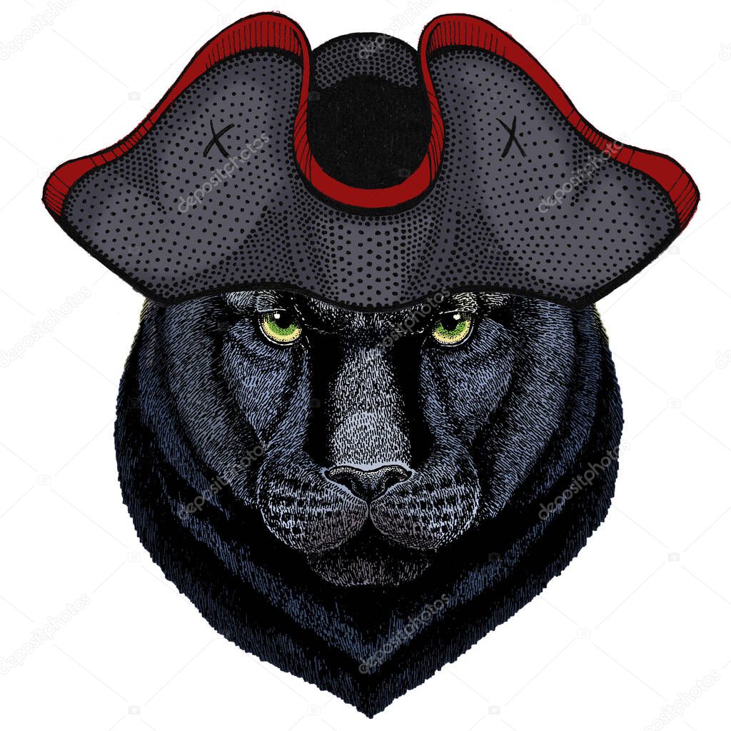 Black panther, puma. Head of animal. Wild cat portrait. Cocked hat.