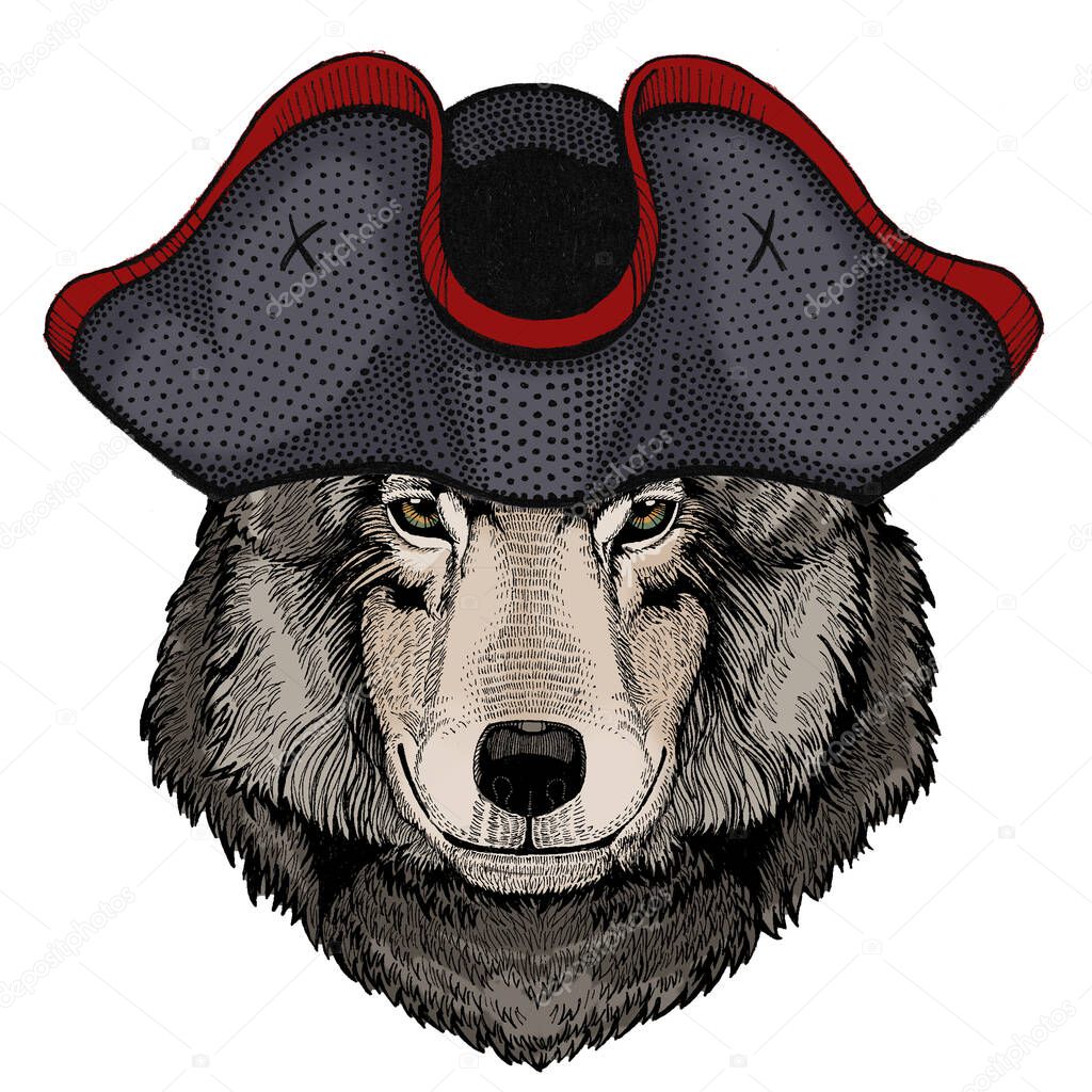 Wolf portrait. Head of wild animal. Cocked hat.