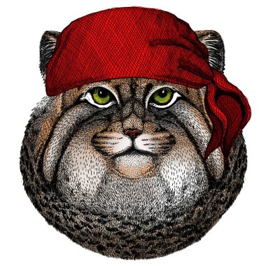 Pallas kedi kafası. Manul kafa. Vahşi kedi portresi. Bandana. Korsan. Motosiklet.