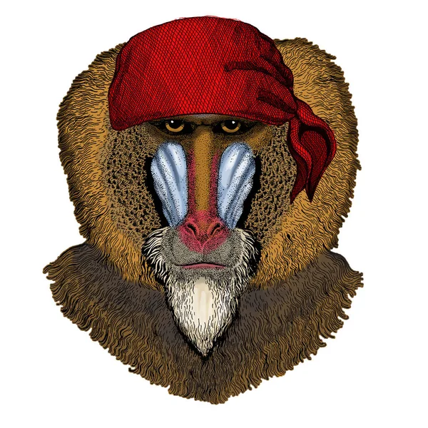 Babuino, mono, mono. Cabeza, retrato de animal. Bandana. Pirata. Motocicleta . — Vector de stock