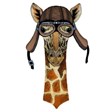 Zürafa kafası. Vahşi hayvan portresi. Motosiklet kaskı.