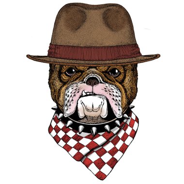 Bulldog, köpek. Sevimli bir hayvanın portresi. Fötr şapka..