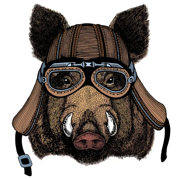 Retrato de porco selvagem, javali, porco. Cara de animal corajoso. Capacete de motocicleta . —  Vetores de Stock