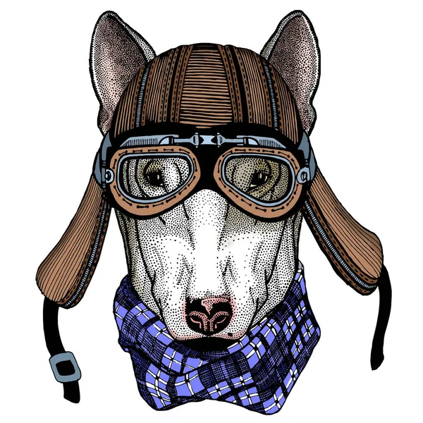 Bullterrier, perro. Retrato de animal de dibujos animados. Casco de moto. — Archivo Imágenes Vectoriales