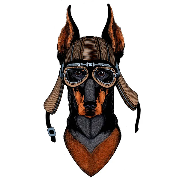 Hund, doberman. Djurets port. Motorcykelhjälm. — Stock vektor