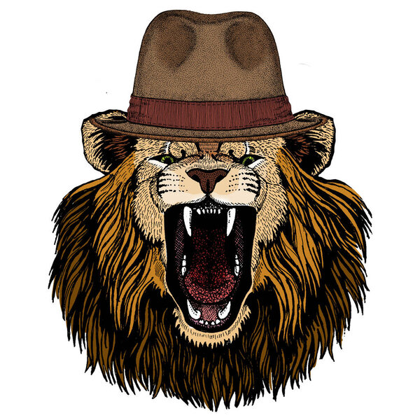 Lion. Wild animal portrait. Face of african cat. Fedora classic hat.