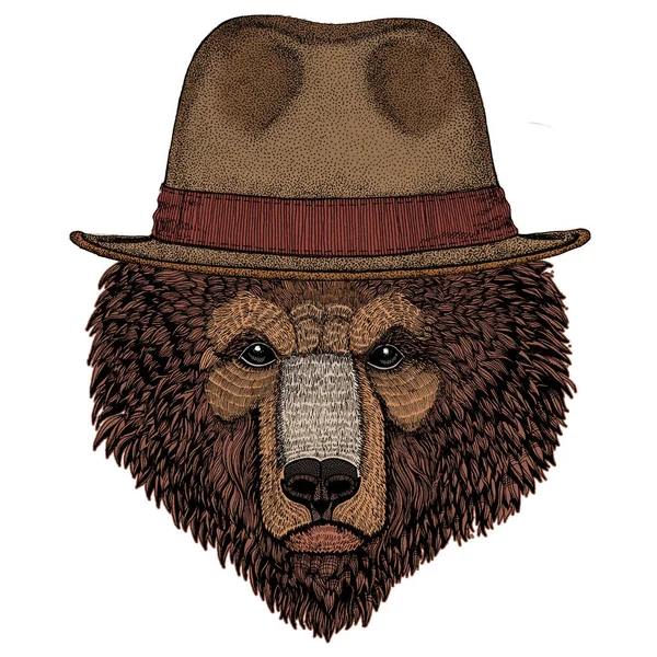 Wild bear. Portrait of animal for emblem, logo, tee shirt. Fedora classic hat. — Stock Vector