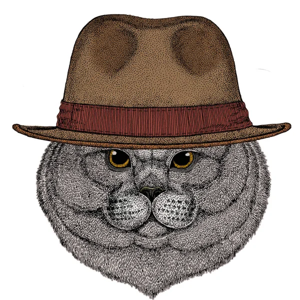 Βρετανός κοντός γάτος. Σκοτσέζικη. Κλασικό καπέλο Fedora. — Διανυσματικό Αρχείο