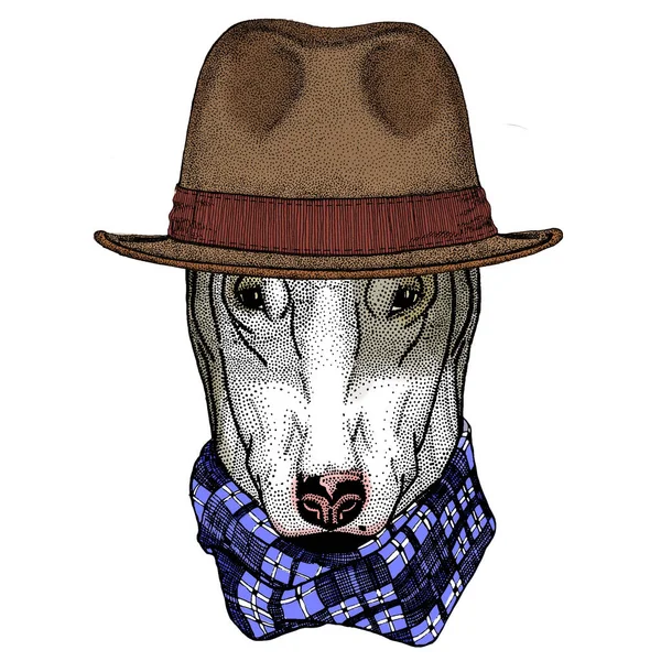 Bullterrier, mon chien. Portrait d'animal de dessin animé. Chapeau classique Fedora . — Image vectorielle