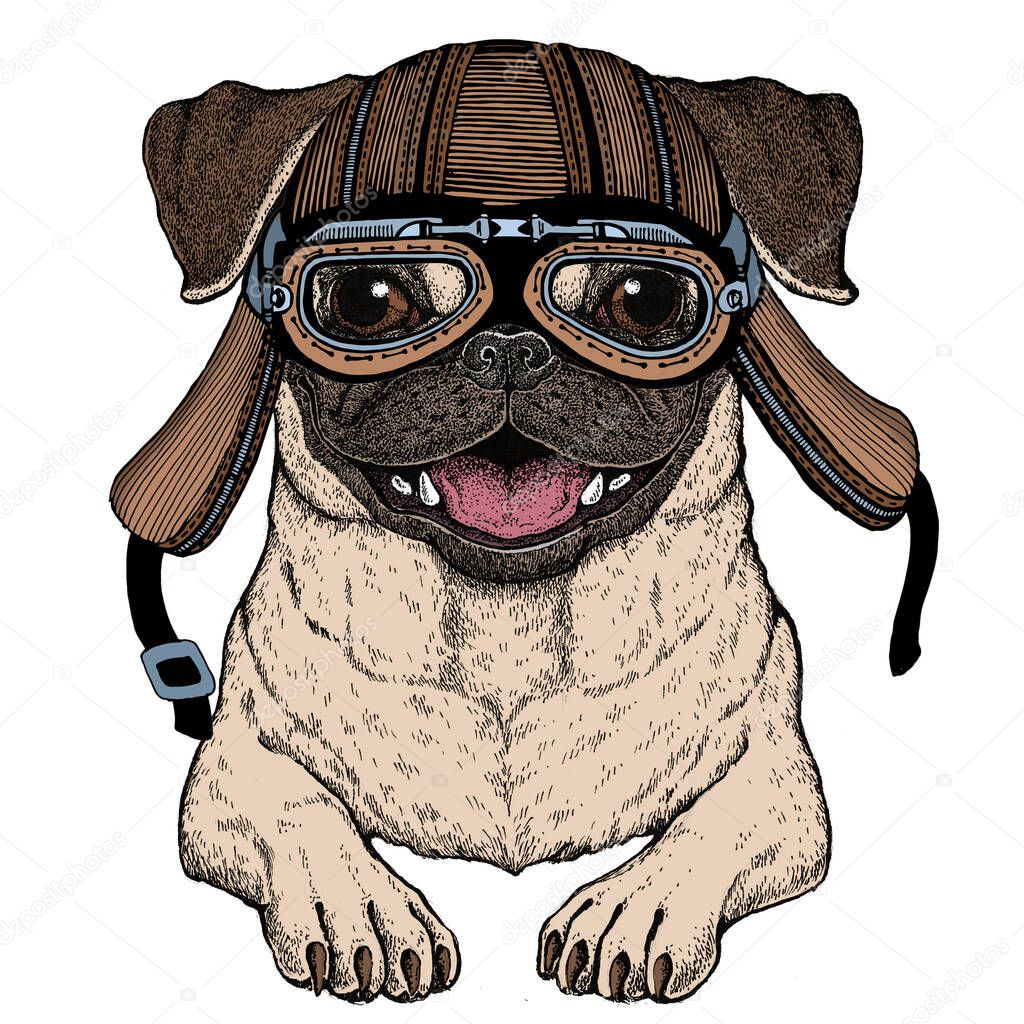 Pug. Cute animal portrait. Dog head. Motorcycle helmet.