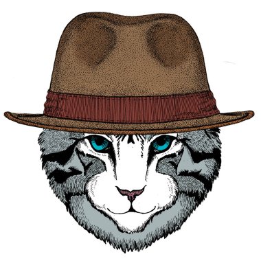 Evcil kedinin yüzü. Hayvan portresi. Fötr şapka..