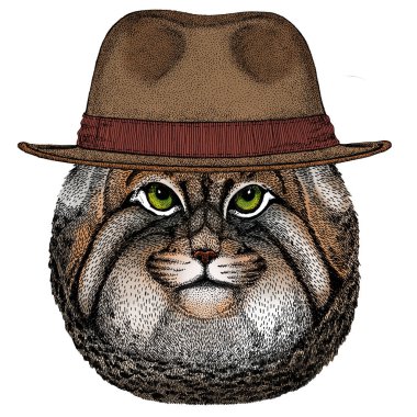 Pallas kedi kafası. Manul kafa. Vahşi kedi portresi. Fötr şapka..