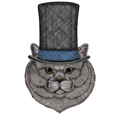 İngiliz kısa mesafe kedisi. İskoç katlama. Şirin kedi yavrusu. Silindir şapka.