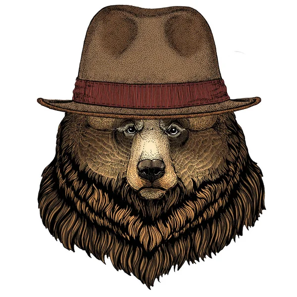 Orso grizzly. Ritratto di animale selvatico. Cappello Fedora classic . — Vettoriale Stock