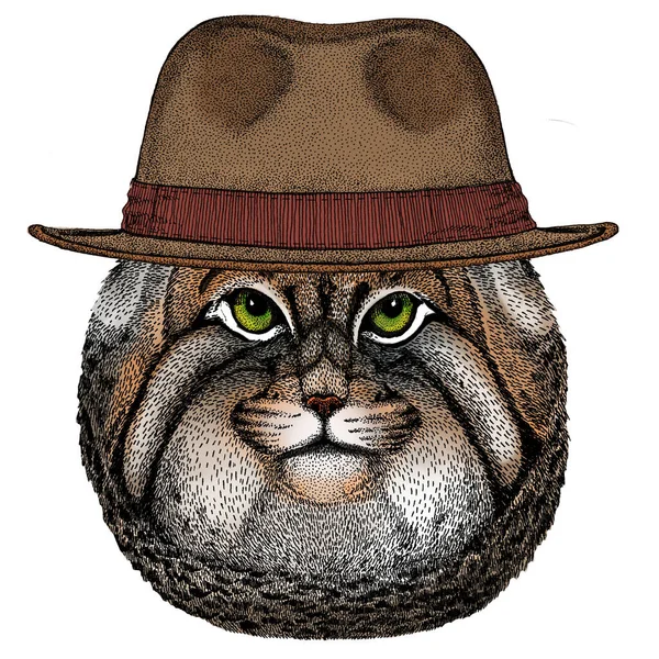 Pallas Katzenkopf. Manul Kopf. Wildkatzenporträt. Klassischer Hut von Fedora. — Stockvektor