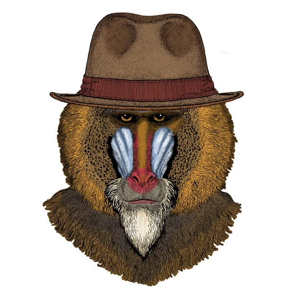 Babuino, mono, mono. Cabeza, retrato de animal. Sombrero clásico Fedora . — Vector de stock