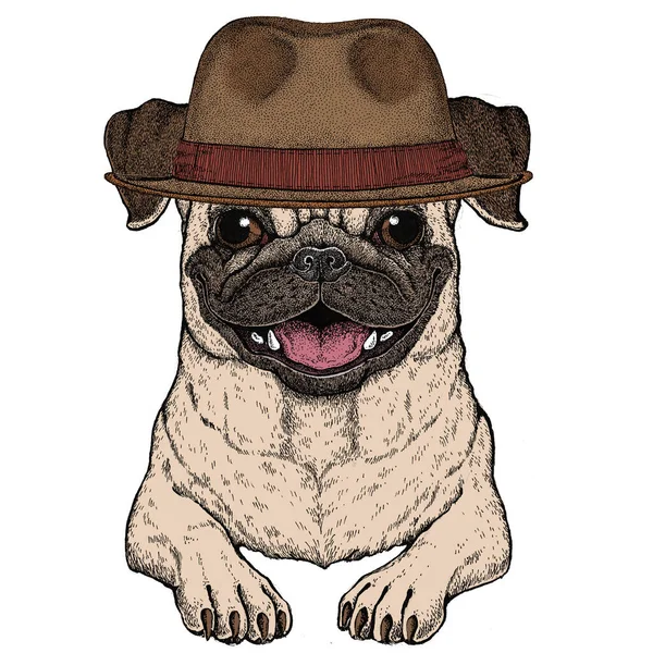 Pug. Słodki portret zwierzęcia. Psia głowa. Fedora klasyczny kapelusz. — Wektor stockowy