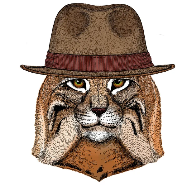 Lynx, gato montés, retrato de trote. Cabeza de gato salvaje. Sombrero clásico Fedora . — Archivo Imágenes Vectoriales